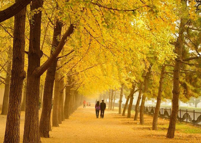 mùa thu Seoul 