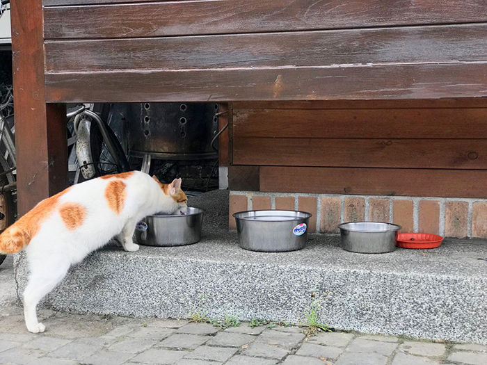 làng mèo tại Hầu Động