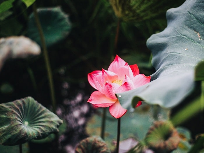 Kinh nghiệm du lịch Miền Tây 2 ngày 1 đêm cho người đi lần đầu