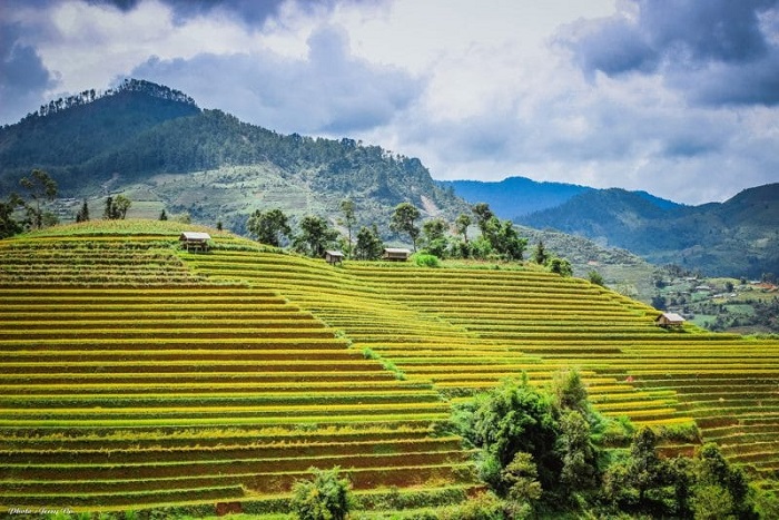 Du lịch Việt Nam tuyệt đẹp trong mùa lúa chín tháng 10 Du lịch Việt Nam tuyệt đẹp trong mùa lúa chín tháng 10