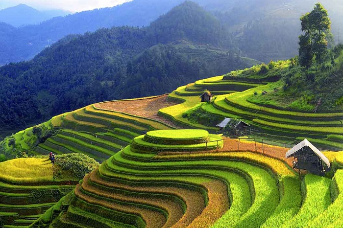 Du lịch Việt Nam tuyệt đẹp trong mùa lúa chín tháng 10 Du lịch Việt Nam tuyệt đẹp trong mùa lúa chín tháng 10