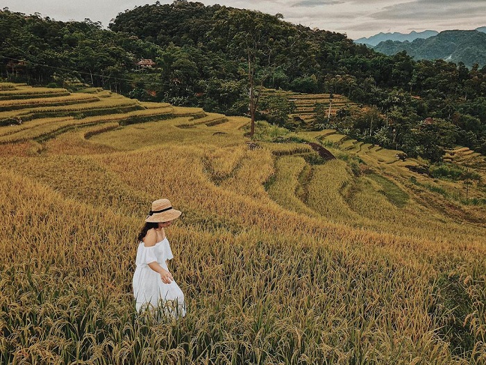Du lịch Việt Nam tuyệt đẹp trong mùa lúa chín tháng 10 Du lịch Việt Nam tuyệt đẹp trong mùa lúa chín tháng 10