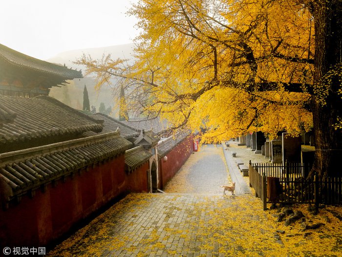 rừng cây mùa thu ở Trung Quốc