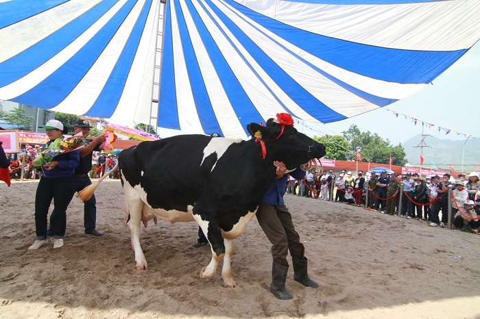 lễ hội hoa hậu bò sữa Mộc Châu