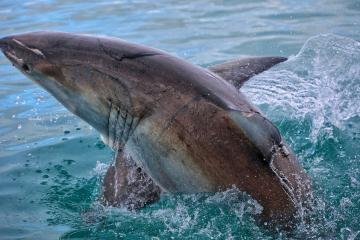 Lặn biển xem cá mập trắng săn mồi ở Cape Town, Nam Phi