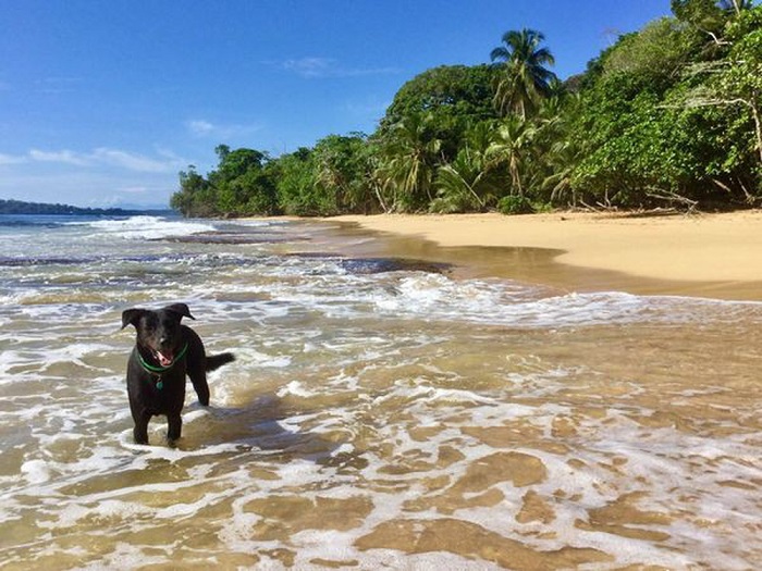 Một chú chó tung tăng chơi biển