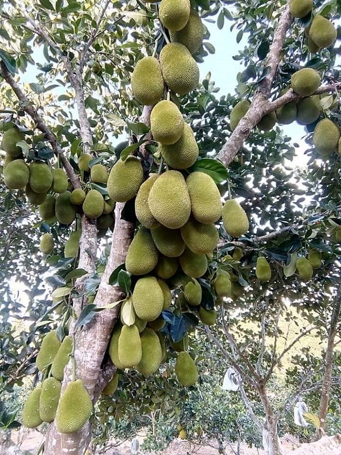 cao nguyên Vân Hòa