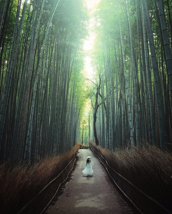 rừng tre Arashiyama Nhật Bản 