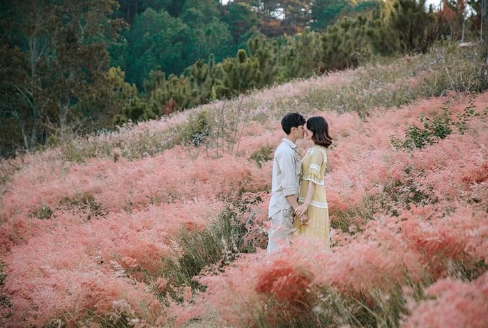 đồi cỏ hồng ở Đà Lạt