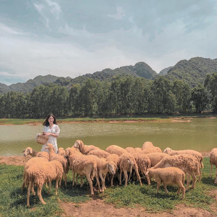 đồng cừu Gia Hưng
