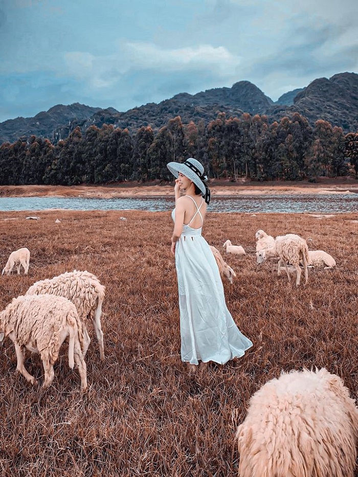 đồng cừu Gia Hưng