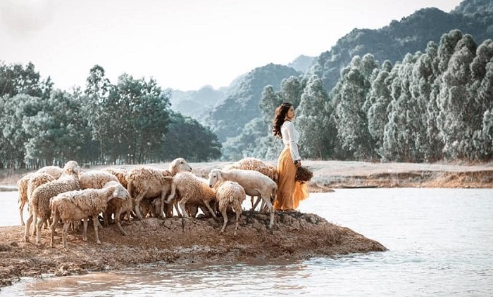 đồng cừu Gia Hưng
