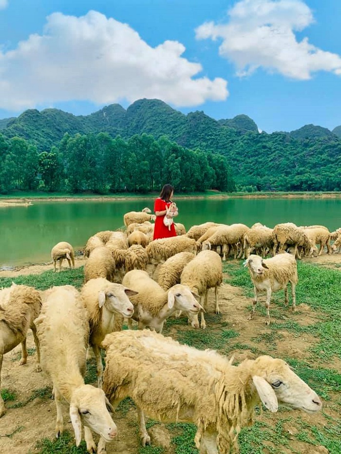 đồng cừu Gia Hưng