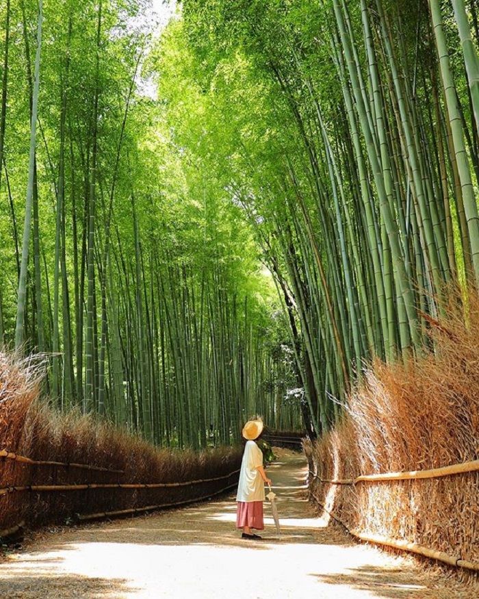 rừng tre Arashiyama Nhật Bản 