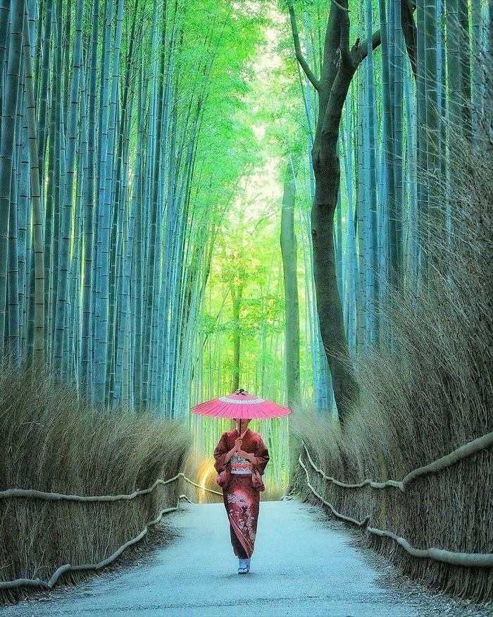 rừng tre Arashiyama Nhật Bản 