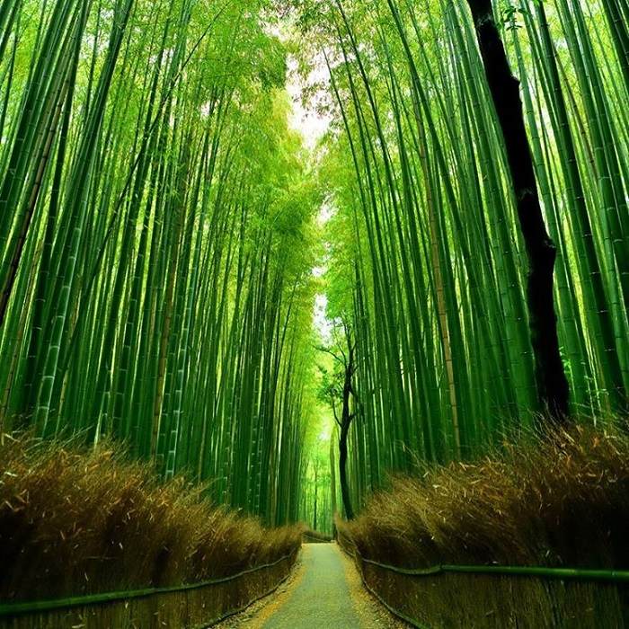 rừng tre Arashiyama Nhật Bản âm thanh đặc biệt 