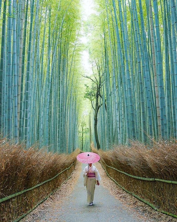 Rừng tre Arashiyama nổi tiếng 