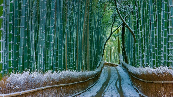 rừng tre Arashiyama Nhật Bản mùa đông 