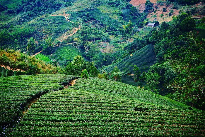 Suối Giàng Yên Bái