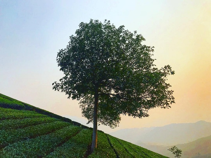 Suối Giàng Yên Bái