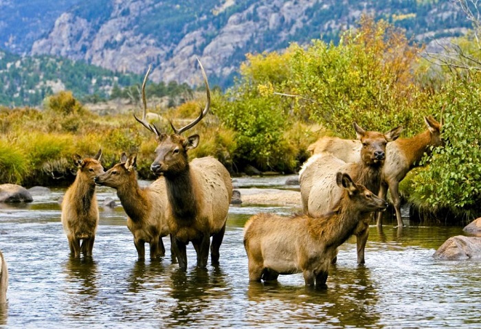 công viên quốc gia ở Mỹ Rocky Mountain