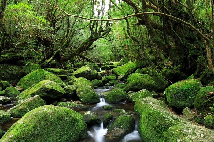 công viên quốc gia ở Nhật Bản Yakushima