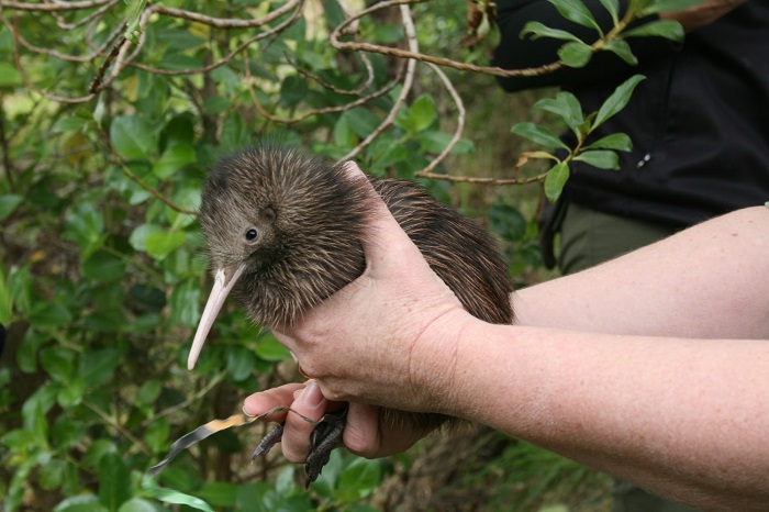 địa điểm ngắm chim ở New Zealand