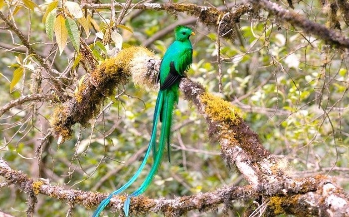 địa điểm ngắm chim ở Costa Rica