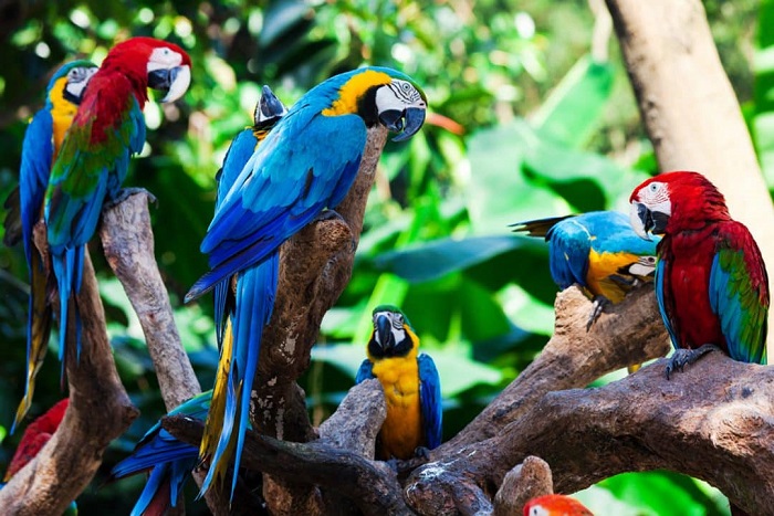 địa điểm ngắm chim ở Brazil