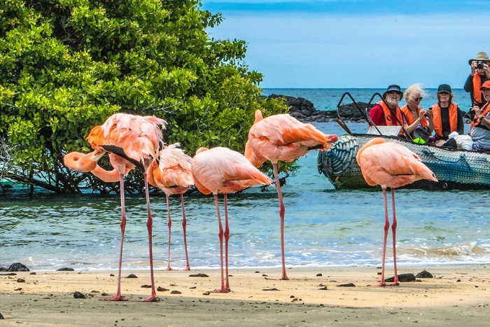 địa điểm ngắm chim Galapagos 