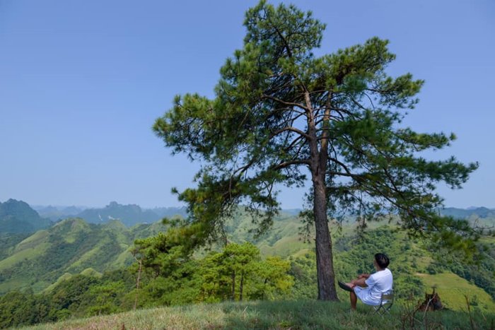 Đồi thông Khau Lừa Cao Bằng 