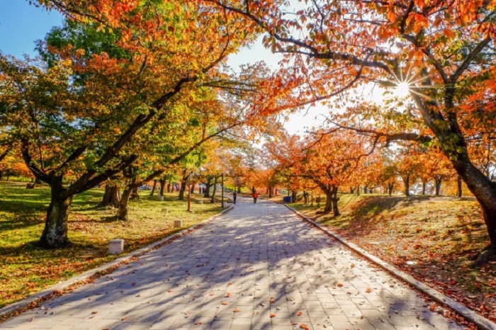 Mùa thu ở Hàn Quốc check in chùa Bulguksa