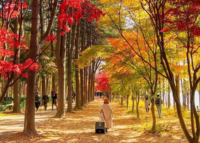 Mùa thu ở Hàn Quốc và 7 địa điểm check in đẹp nhất