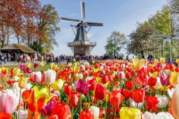 Công viên Keukenhof: Nơi được mệnh danh 'khu vườn của châu Âu'