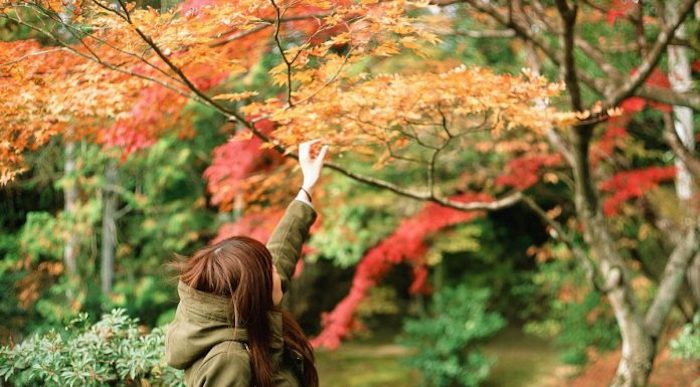 du lịch cao nguyên Alishan mùa thu