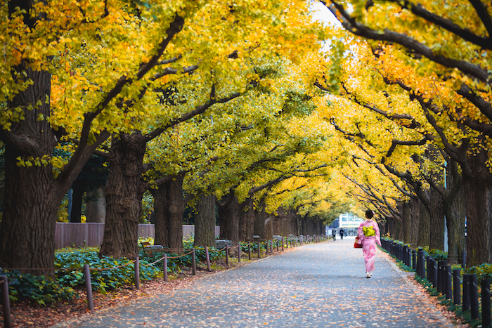 Meiji-jingu Gaien, địa điểm đón mùa thu đẹp nhất xứ Phù Tang