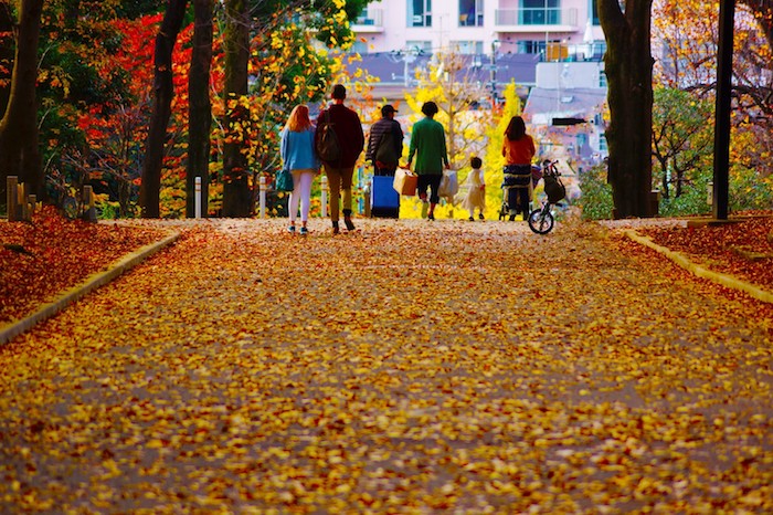Đến Yoyogi, du khách có thể dạo bước khắp công viên để ngắm là vàng, lá đỏ