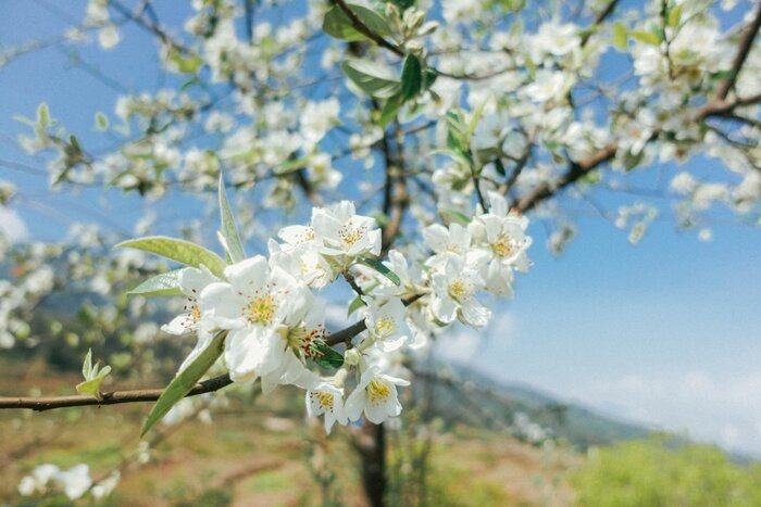 ‘Săn cảnh’ đẹp tựa xứ mơ tại đỉnh Cú Nhù San quanh năm sương mờ