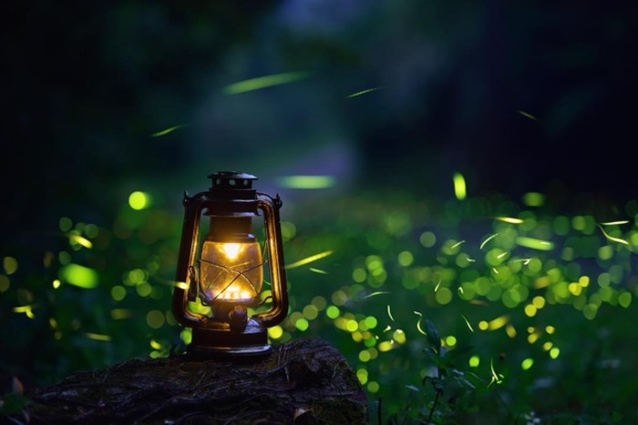 Mùa đom đóm rừng Cúc Phương: Trải nghiệm lạc bước giữa tinh hà thu nhỏ đầy mê hoặc