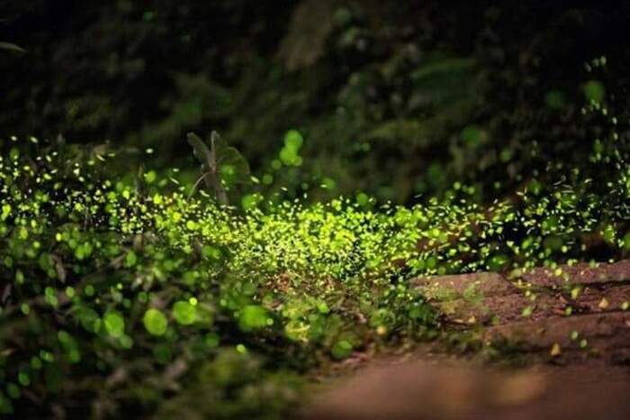 Mùa đom đóm rừng Cúc Phương: Trải nghiệm lạc bước giữa tinh hà thu nhỏ đầy mê hoặc