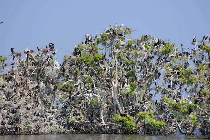 khu bảo tồn chim Prek Toal Biển hồ Tonle Sap Campuchia