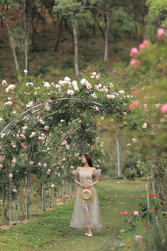 khu vườn hoa hồng ở cao nguyên hoa Đà Lạt