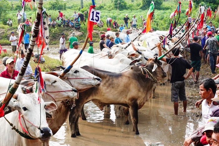 lễ hội đua bò chùa Rô An Giang