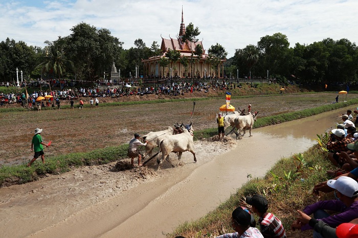 lễ hội đua bò chùa Rô An Giang