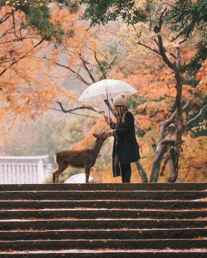 mùa thu ở Nhật Bản