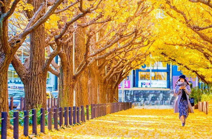 Meiji Jingu Gaien mùa thu ở Nhật Bản