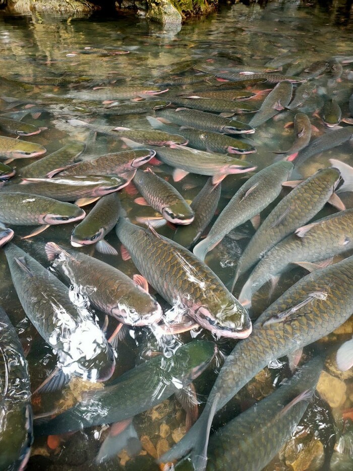 mật độ cá dày ở suối cá thần Cẩm Lương