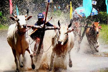 Hội đua bò chùa Rô An Giang sẽ diễn ra vào cuối tháng 9