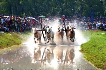Náo nức tham dự lễ hội đua bò chùa Rô An Giang – Lễ hội độc đáo của vùng đất bảy núi