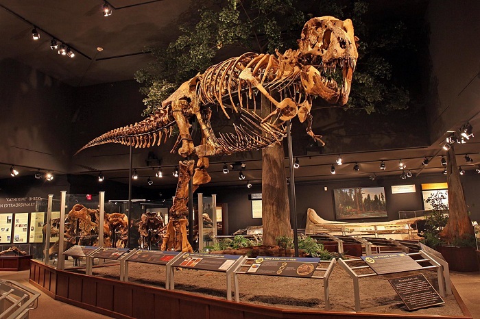Chiêm ngưỡng bộ xương khủng long tại Bảo tàng Rockies là trải nghiệm nên thử ở Bozeman